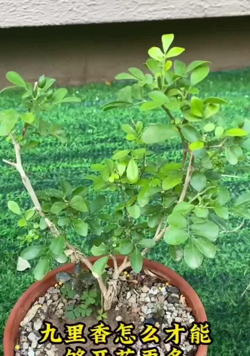 九里香种植的步骤和技巧有哪些？