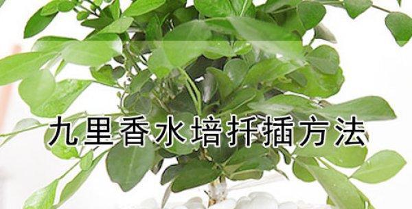 九里香种植的步骤和技巧有哪些？
