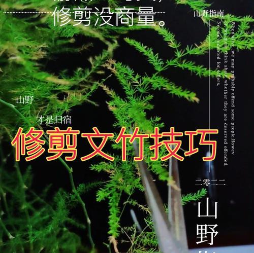 文竹根部修剪的正确方法是什么？怎样修剪才能促进文竹生长？