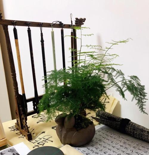 文竹根部修剪的正确方法是什么？怎样修剪才能促进文竹生长？