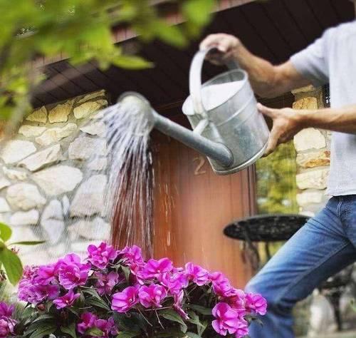 室内花卉养护浇水技巧有哪些？怎样正确给室内植物浇水？