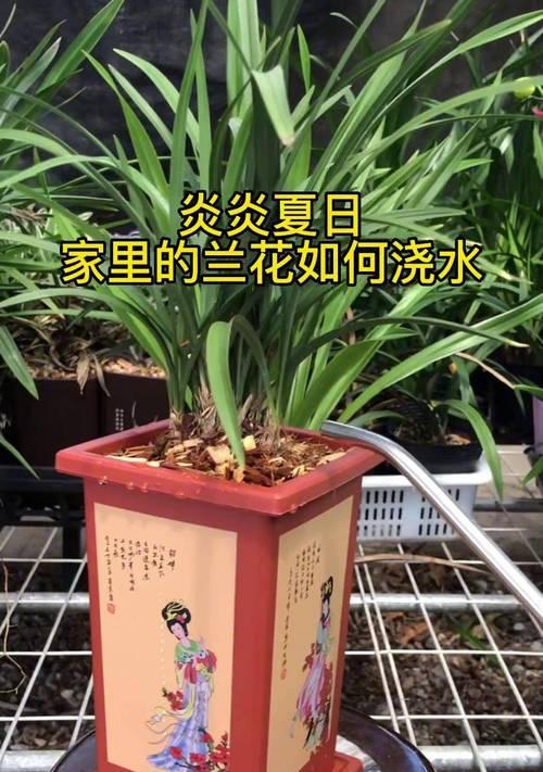 室内花卉养护浇水技巧有哪些？怎样正确给室内植物浇水？
