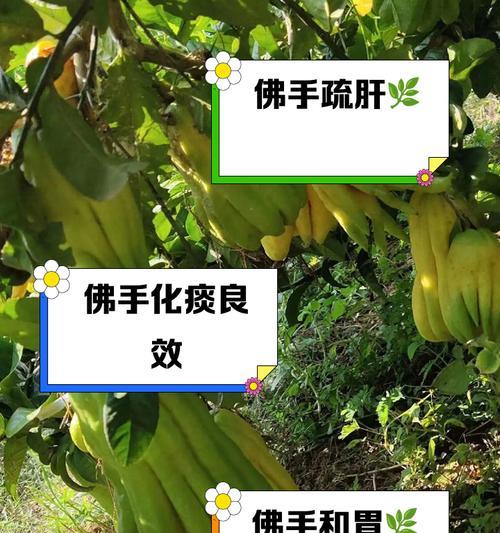 千佛手分株的正确方法是什么？