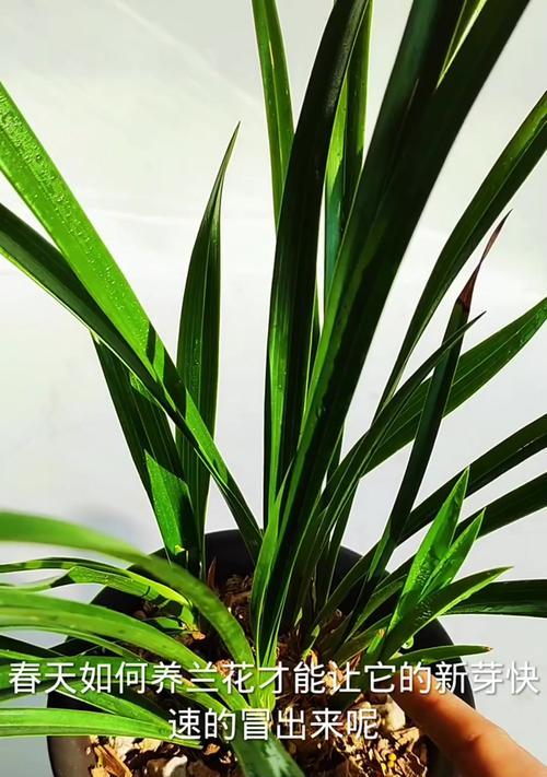 兰花养护的秘诀是什么？怎样才能养出好兰花？