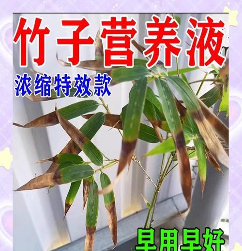 竹子叶子变黄的处理方法是什么？