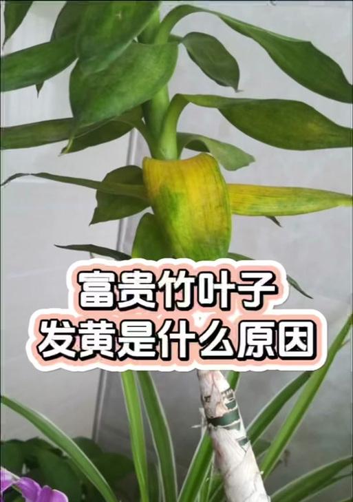 竹子叶子变黄的处理方法是什么？