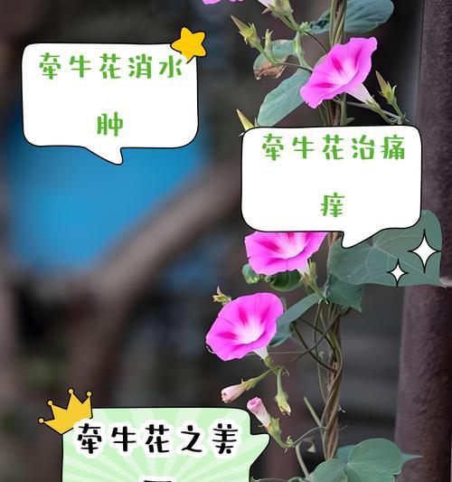 喇叭花的开花季节是什么时候？如何确保其健康生长？