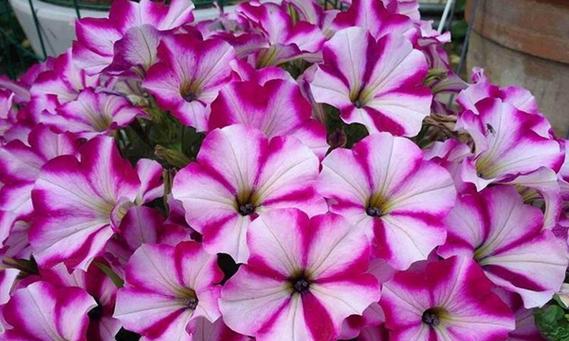 喇叭花的开花季节是什么时候？如何确保其健康生长？