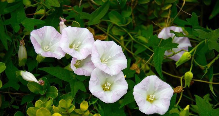 喇叭花的开花季节是什么时候？如何确保其健康生长？