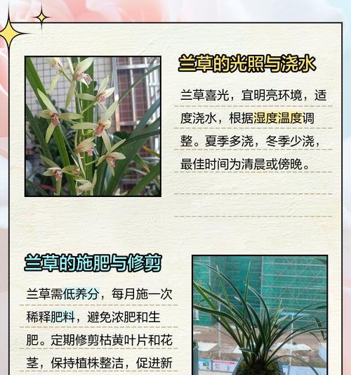 兰花的最佳养护方法是什么？