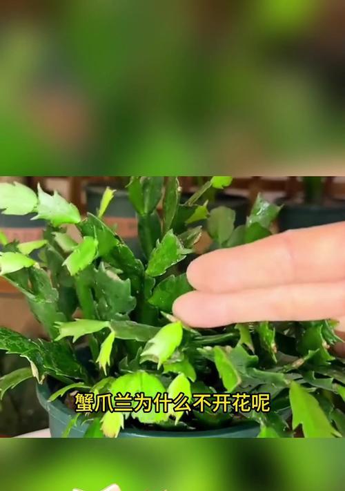 蟹爪兰的开花时间是什么时候？如何促进开花？