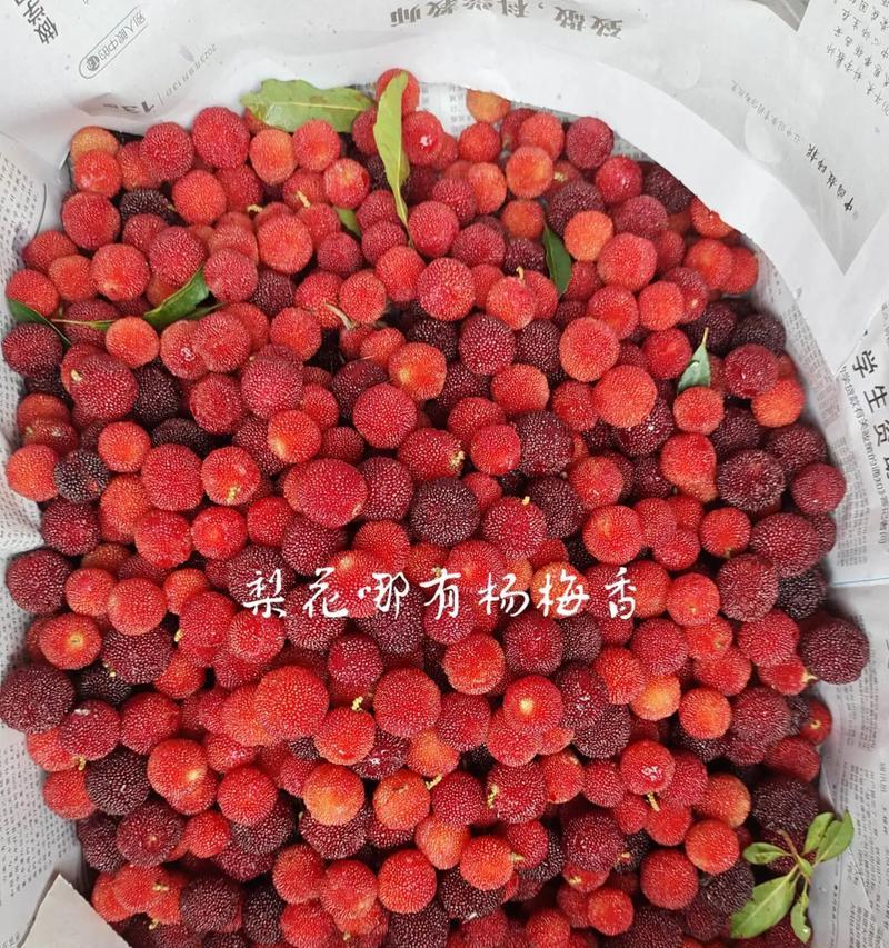 杨梅的品种有哪些？如何选择最适合的杨梅？