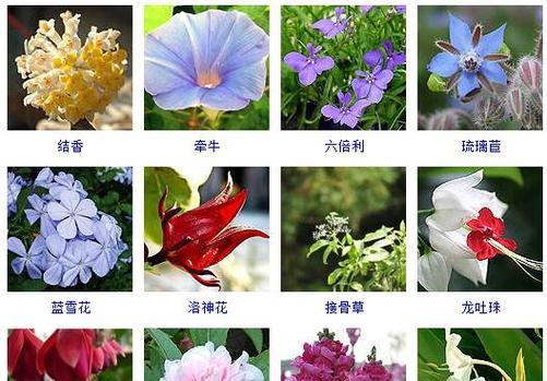 二年生花卉有哪些种类？二年生花卉的生长周期是怎样的？