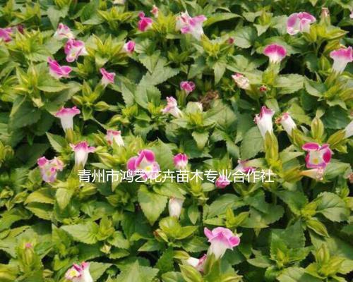 二年生花卉有哪些种类？二年生花卉的生长周期是怎样的？