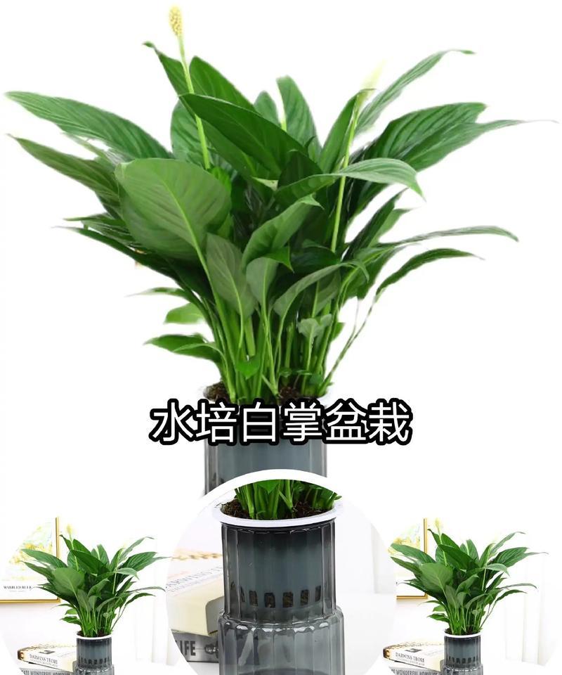 水培白掌开花的秘诀是什么？