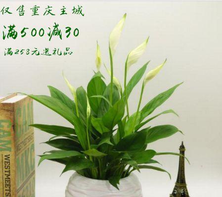 水培白掌开花的秘诀是什么？