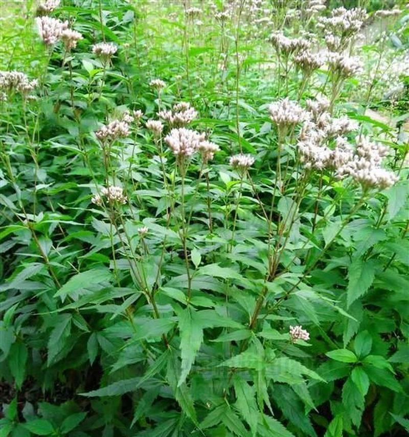 有哪些植物的叶子带有香味？