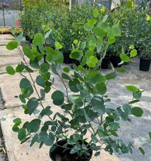 有哪些植物的叶子带有香味？
