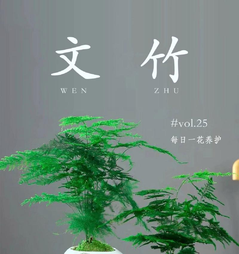 文竹有哪些品种？如何选择适合的文竹品种？