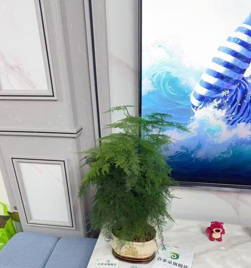 文竹有哪些品种？如何选择适合的文竹品种？