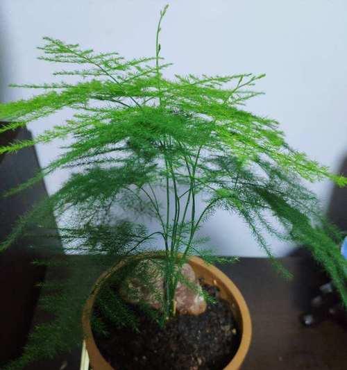 文竹有哪些品种？如何选择适合的文竹品种？