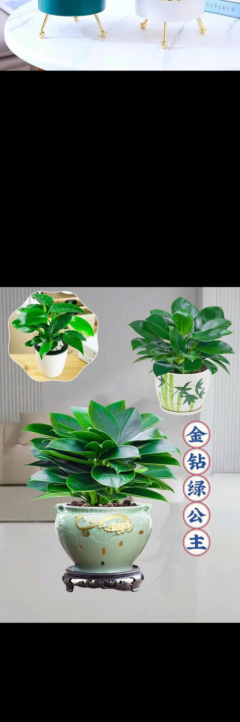 金钻品种有哪些？如何养护金钻？