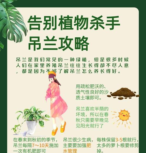 吊兰分株的最佳时机和步骤是什么？