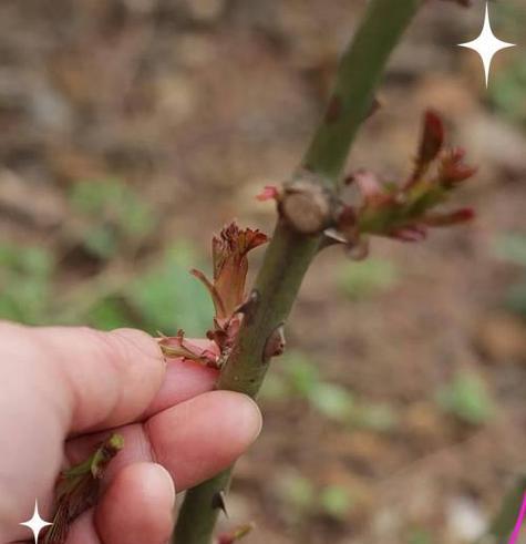 月季花后修剪技巧是什么？怎样修剪才能促进新芽？