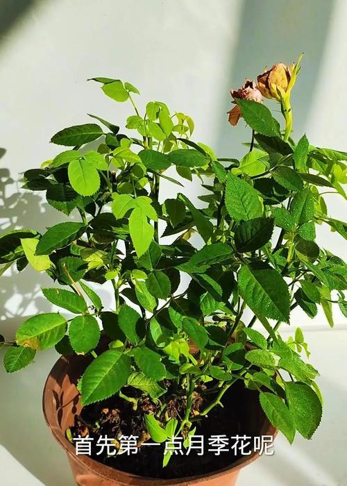 月季花后修剪技巧是什么？怎样修剪才能促进新芽？