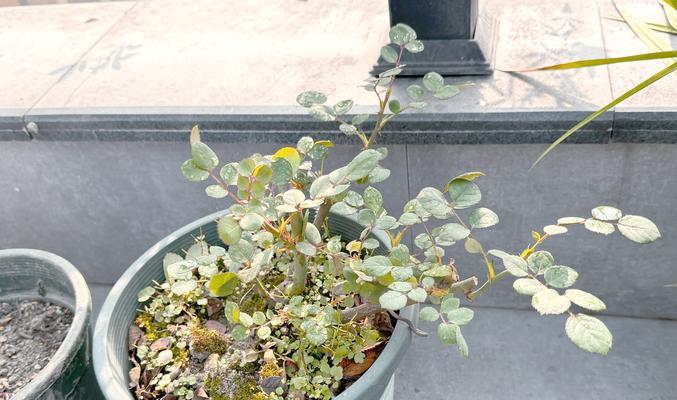 月季花后修剪技巧是什么？怎样修剪才能促进新芽？
