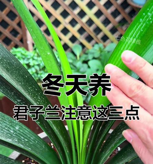 君子兰的养护要点是什么？如何使其生长旺盛？