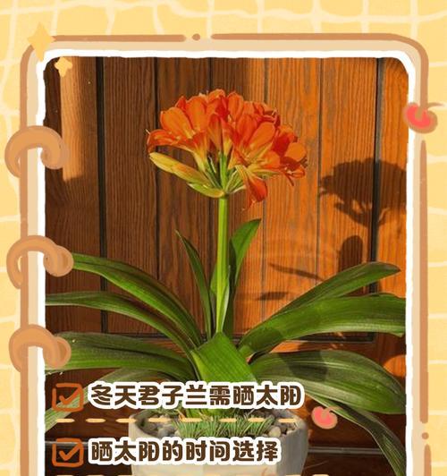 君子兰的养护要点是什么？如何使其生长旺盛？
