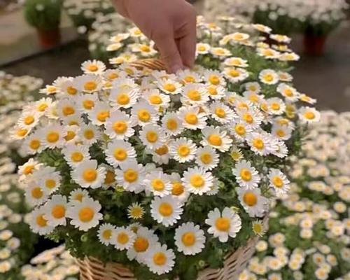 小雏菊什么时候开花？小雏菊的生长习性和养护？