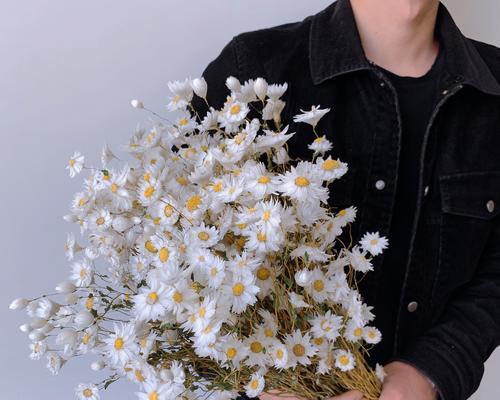 小雏菊什么时候开花？小雏菊的生长习性和养护？