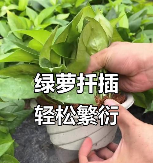 绿萝的培育方法和繁殖技巧有哪些？