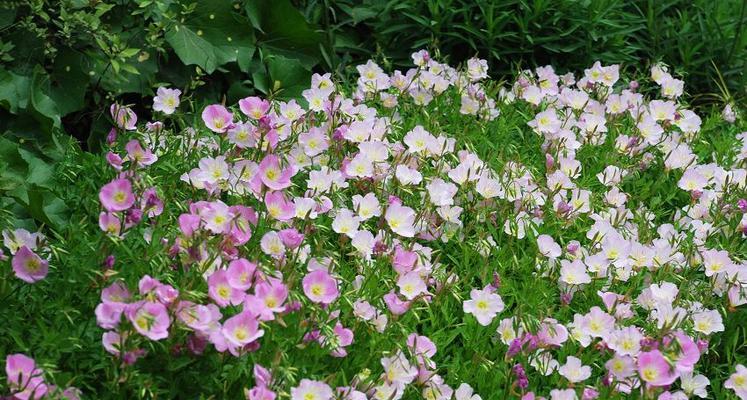 月见草开花时间：月见草通常何时开花？