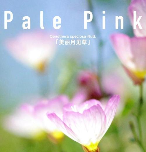 月见草开花时间：月见草通常何时开花？