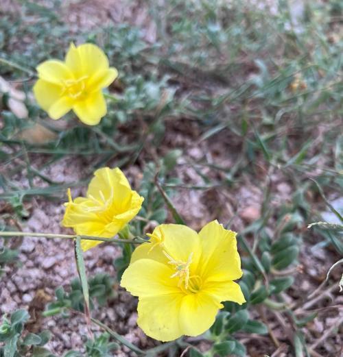 月见草开花时间：月见草通常何时开花？