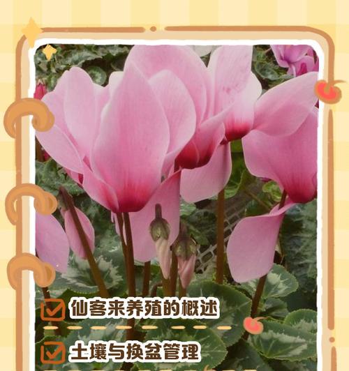 仙客来施肥的正确方法是什么？