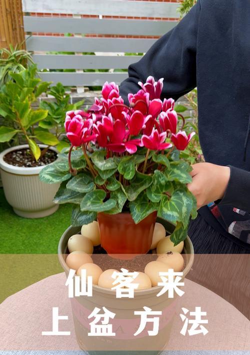 仙客来施肥的正确方法是什么？