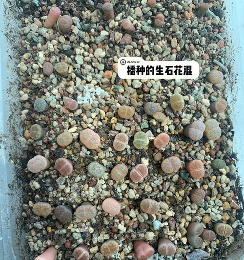 生石花有哪些常见品种？它们各自有什么特点？