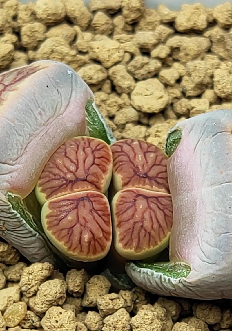 生石花有哪些常见品种？它们各自有什么特点？