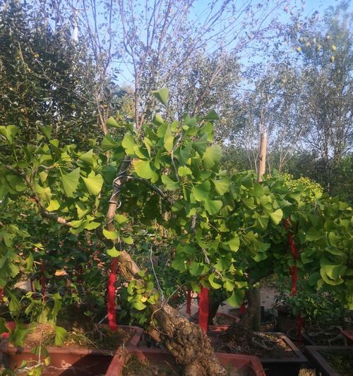 银杏树盆景种植方法和注意事项？
