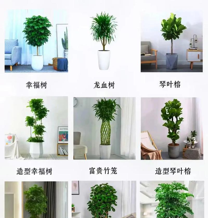 办公桌适合哪些花卉？