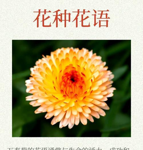 万寿菊冬季养护需要注意哪些事项？