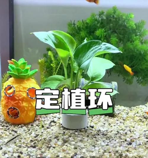 水培绿萝的正确步骤是什么？