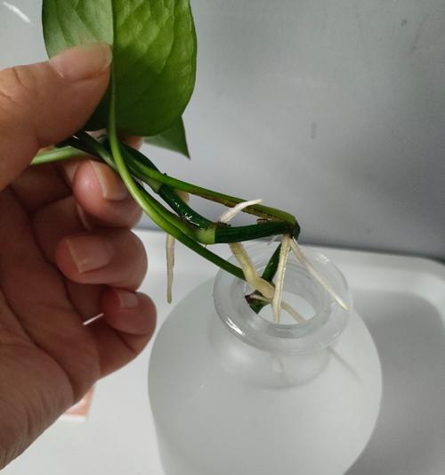 水培绿萝的正确步骤是什么？