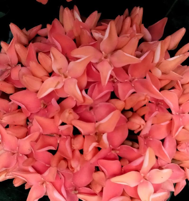 龙船花的养殖技巧有哪些？如何保证龙船花的花期长？