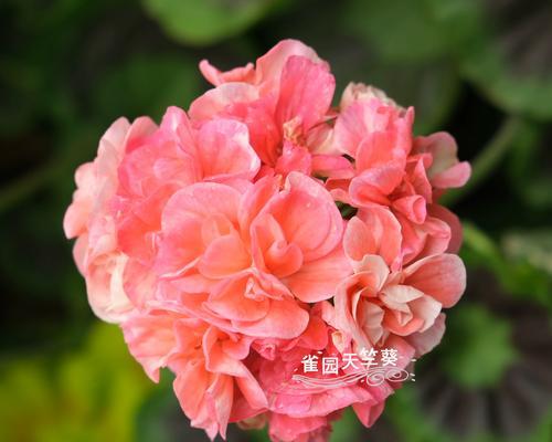 哪种天竺葵品种开花最勤？特点是什么？