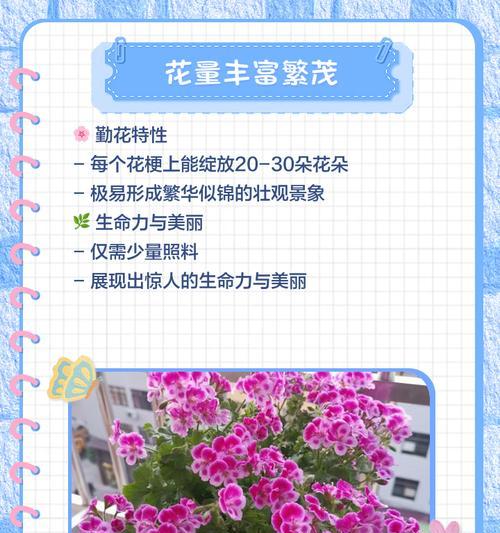 哪种天竺葵品种开花最勤？特点是什么？